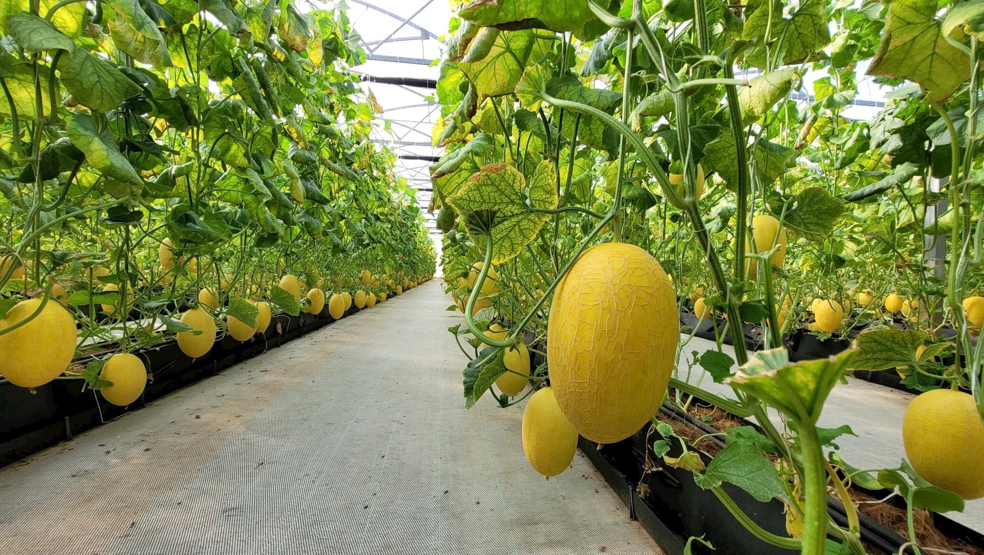 Hong Thuan Agricultural Zone Project