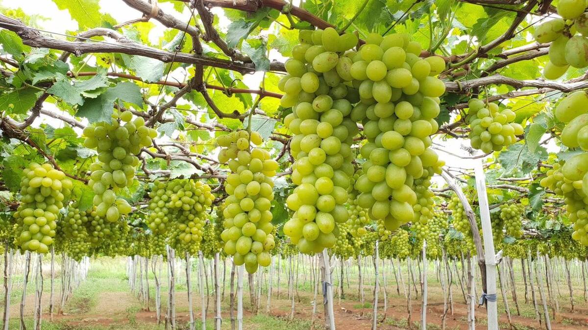 Ninh Thuan Grapes