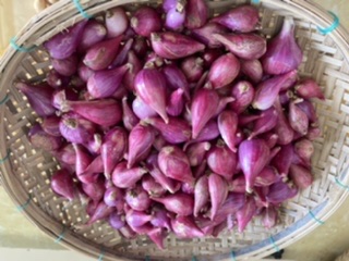 Phu Sinh Purple Shallot