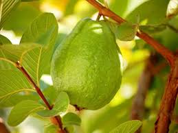 Guava